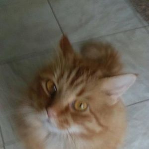 Meet your Posher, Sheri